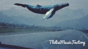 M Σ T Λ N O I Λ   Синий кит ✵ Музыка