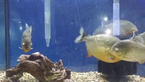 Red Belly Piranhas 5"-10" in size 75 gallon aquarium