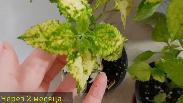 Колеусы🌱Распаковка📦Часть 2|Yellow Kakariki💚 Kiwano💚