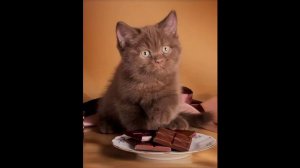 Клип (я шоколадный заяц)