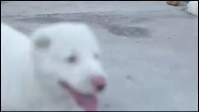Best Pets Of Ukraine