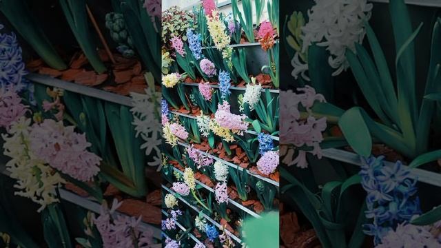 Выставка тюльпанов в Аптекарском огороде.