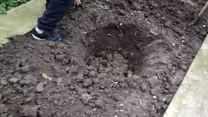 Посадка голубой ели? 31 декабря 2019 г. на Кубани Краснодарский край