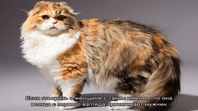 Как звали кошку домомучительницы малыша смотреть онлайн