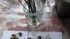 ДОЗАРИВАНИЕ СЕМЯН ЭУСТОМЫ