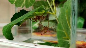 Паук Dolomedes sp. опыт содержания, спаривание (Охотник полосатый или Охотник каёмчатый)