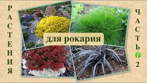 РАСТЕНИЯ ДЛЯ КАМЕНИСТЫХ МИКСБОРДЕРОВ. ЧАСТЬ 2. Подбор растений для каменистого сада. Дачный креатив.