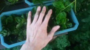 ВЫРАЩИВАНИЕ КАЛАНХОЭ ---ШИКАРНЫЙ БИЗНЕС ДЛЯ ДОМОХОЗЯЕК...