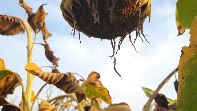 Новинка в линейке гибридов Евралис / Лидеа - ЕС АНТЕМИС КЛП - на демо поле 11 сентября 2021 года. смотреть онлайн