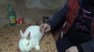 Купить кролика и не быть обманутым! Как выбрать кролика! В чем обманывают кролиководы!Вся правда ту