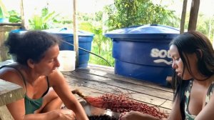 FORMIGAS TARACUÁ ATACARAM MEU IRMÃO NO PÉ DE ABACABA/FIZEMOS "VINHO" DE ABACABA/AMAZONAS.