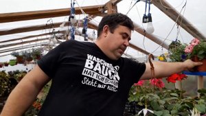 ФУКСИЯ ГИГАНТ КАК ТАКУЮ ВЫРАСТИТЬ