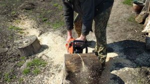 Husqvarna 555 chainsaw first sawing КАК же ОФИГИТЕЛЬНО ПИЛИТ БЕНЗОПИЛА СУХОЙ КЛЕН ЗВЕНИТ