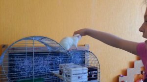 Как научить крысу команде кружись