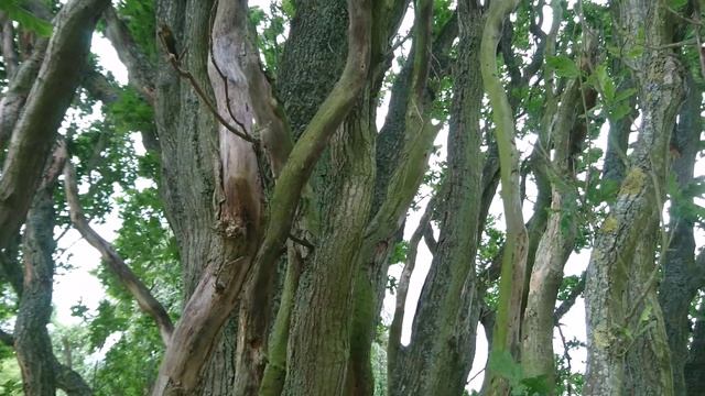 Дуб черешчатый пирамидальный  Фастигиата (дат. Pyramide-Eg, лат. Quercus Robur 'Fastigiata')