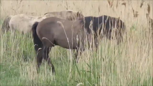 FTA - Whitney смотреть онлайн