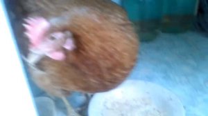 Новый пациент под столом Надя сломала ногу Курочка сломала ногу