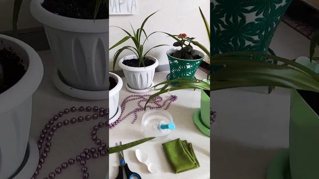 Мастер - класс для детей "Уход за комнатными растениями "