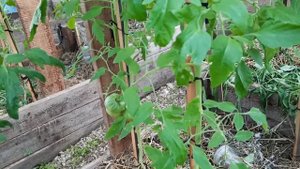 Томат Алтайский оранжевый 2020.