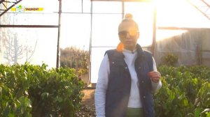 Как защитить растения от возвратных заморозков