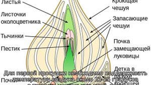 Что делать с луковицами тюльпанов после выкопки