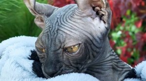 Канадский сфинкс эльф Розочка