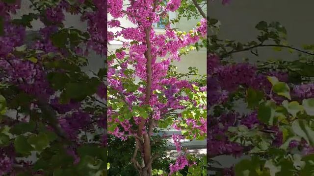 What Is The Name Of This TREE ???