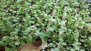 Наша зимняя теплица: "теплая часть " обзор.