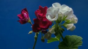 time-lapse filming of flower growth?