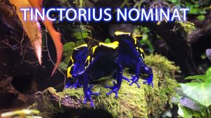 Tinctorius nominat  Пятнистый древолаз