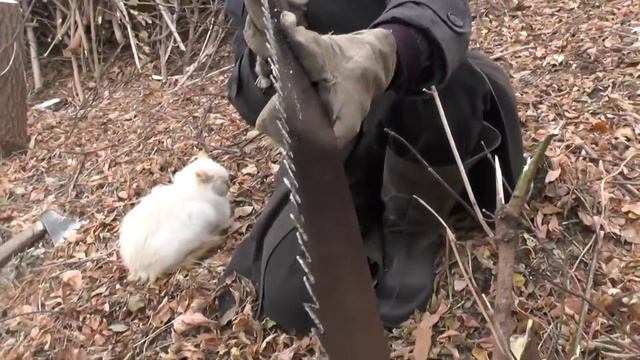 Кошачья любовь. смотреть онлайн