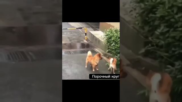 Замкнутый круг)