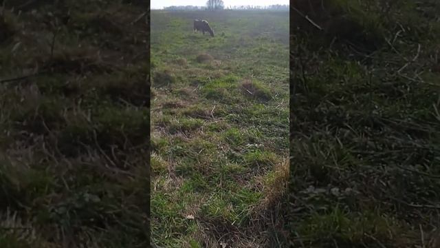 Близкородственные связи смотреть онлайн