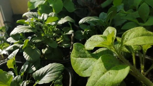 Рассада. Что на стеллажах? смотреть онлайн