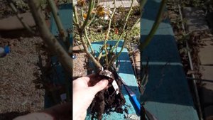 Питомник ,,Империя роз "  Маленькие да удаленькие ! Всё-таки я довольна !!! Удобно сажать в горшки.