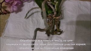 Пересадка мини мини орхидеи