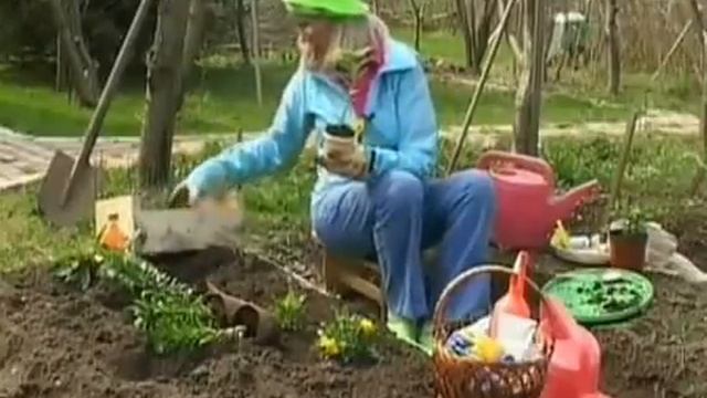 Анютины глазки выращивание и уход смотреть онлайн