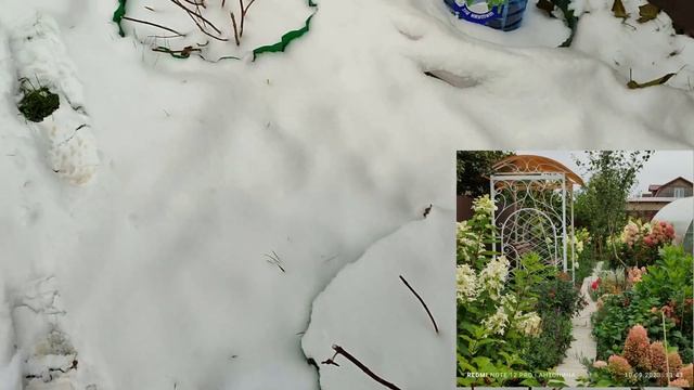 Как обрезала английские розы и метельчатые гортензии в этом сезоне смотреть онлайн