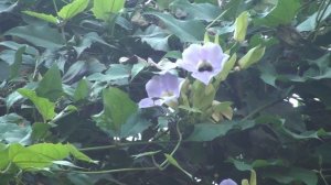 Thunbergia grandiflora : Blue skyflower
