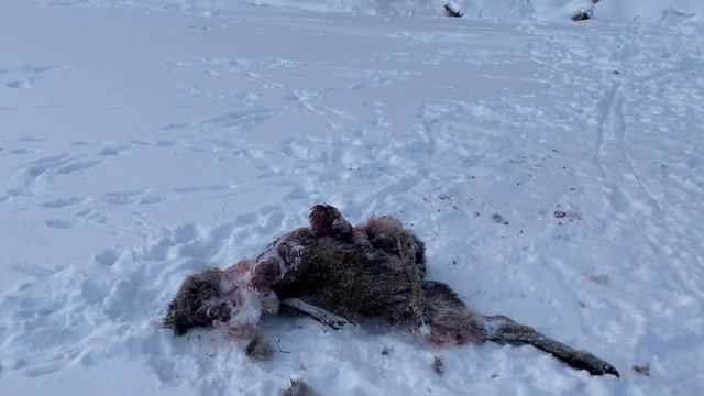 Новогодние выходные в сибирской тайге с двумя ночевками с женой. Зимняя рыбалка и просто отдых душо