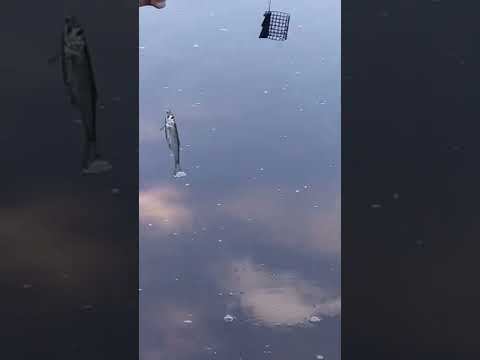 Вот такая рыба ловится у на в р. Белая в  городе Уфа - Кто Это?? #short #shorts #shortvideo