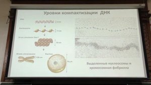 Клеточная биология. Профессор Онищенко Галина Евгеньевна (Лекция 2)