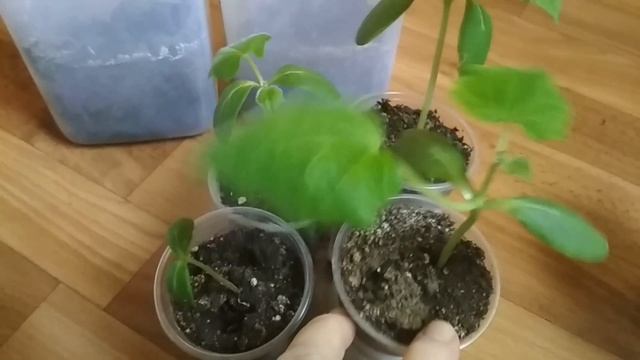 Огурцы на подоконнике зимой - советы по выращиванию. //Cucumbers on the windowsill in winter-tips./