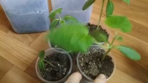 Огурцы на подоконнике зимой - советы по выращиванию. //Cucumbers on the windowsill in winter-tips./