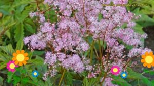 Лабазник гибридный Ред Амбреллас. Краткий обзор, описание filipendula hybrida Red Umbrellas