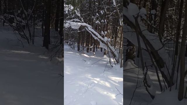 103. Как определить, что перед вами тёмная сущность. ГАБЫШЕВ, спокойствие - признак высокой души. смотреть онлайн