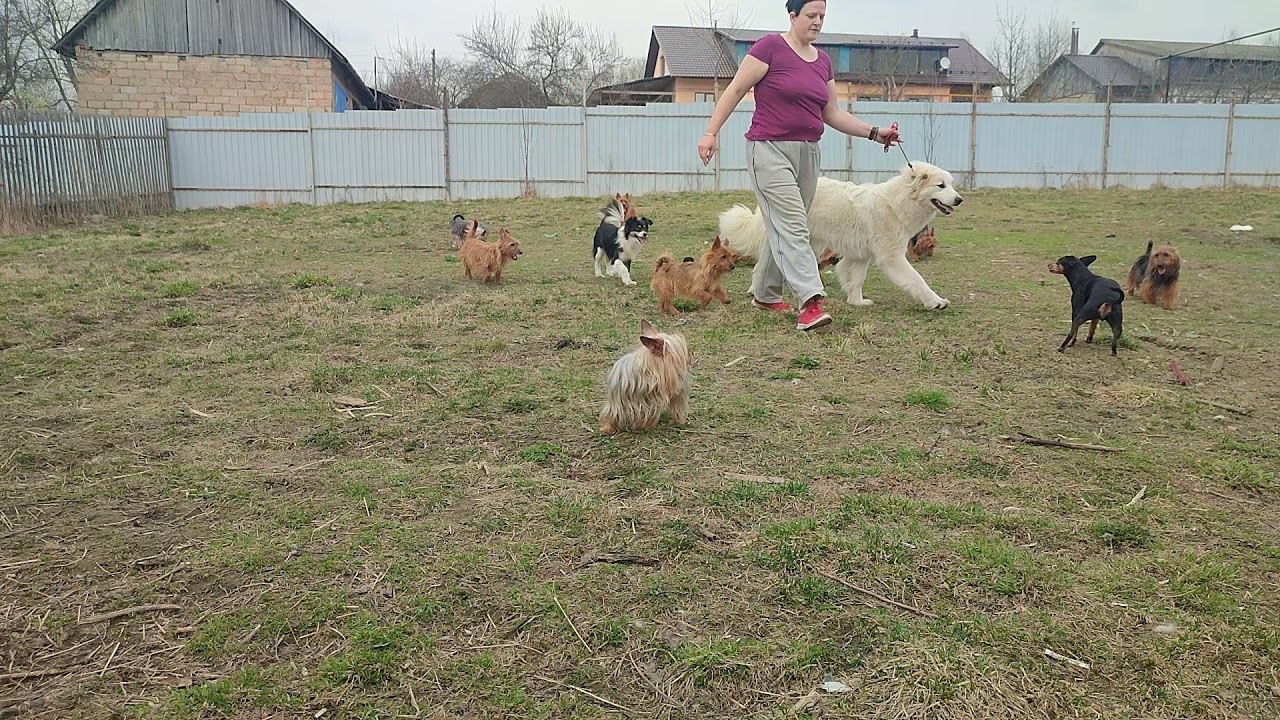 Пиренейская горная собака ЯКОГОР ДЕНДРА ДЕ КЛЕРМОН YAKOGOR DENDRA DE CLERMONT