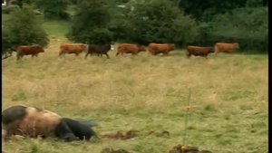 Камера мотор животные