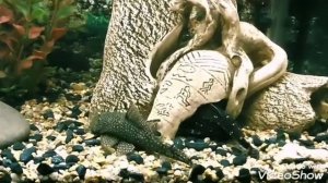 Мой подводный мир??

Агамикс белопятнистый
(звездчатый, крапчатый, звездный)
.