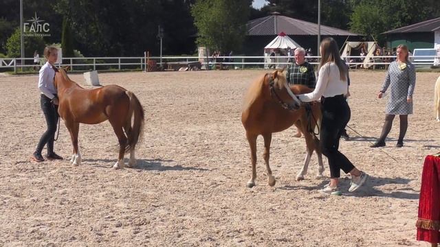 Мини ЛОШАДИ и ПОНИ выбор ЧЕМПИОНА #ИППОсфера /Породы лошадей смотреть онлайн
